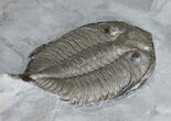 Large Dalmanites Limulurus Trilobite #11456-3